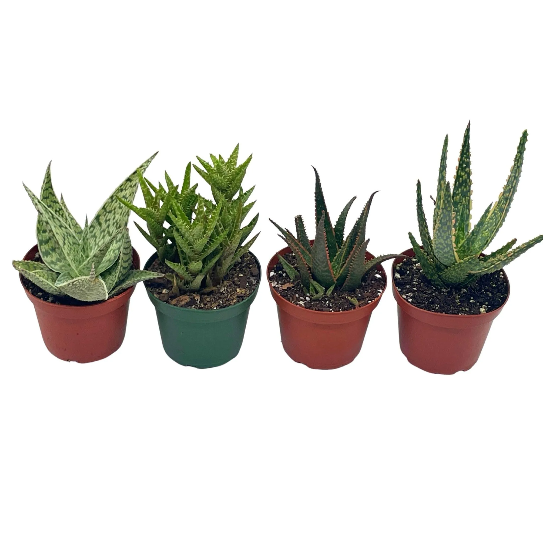 Aloe Assortment, Aloe Vera Variety Set of 4 in 4 inch pots, Barbados Cape Plant Gift Asphodelaceae