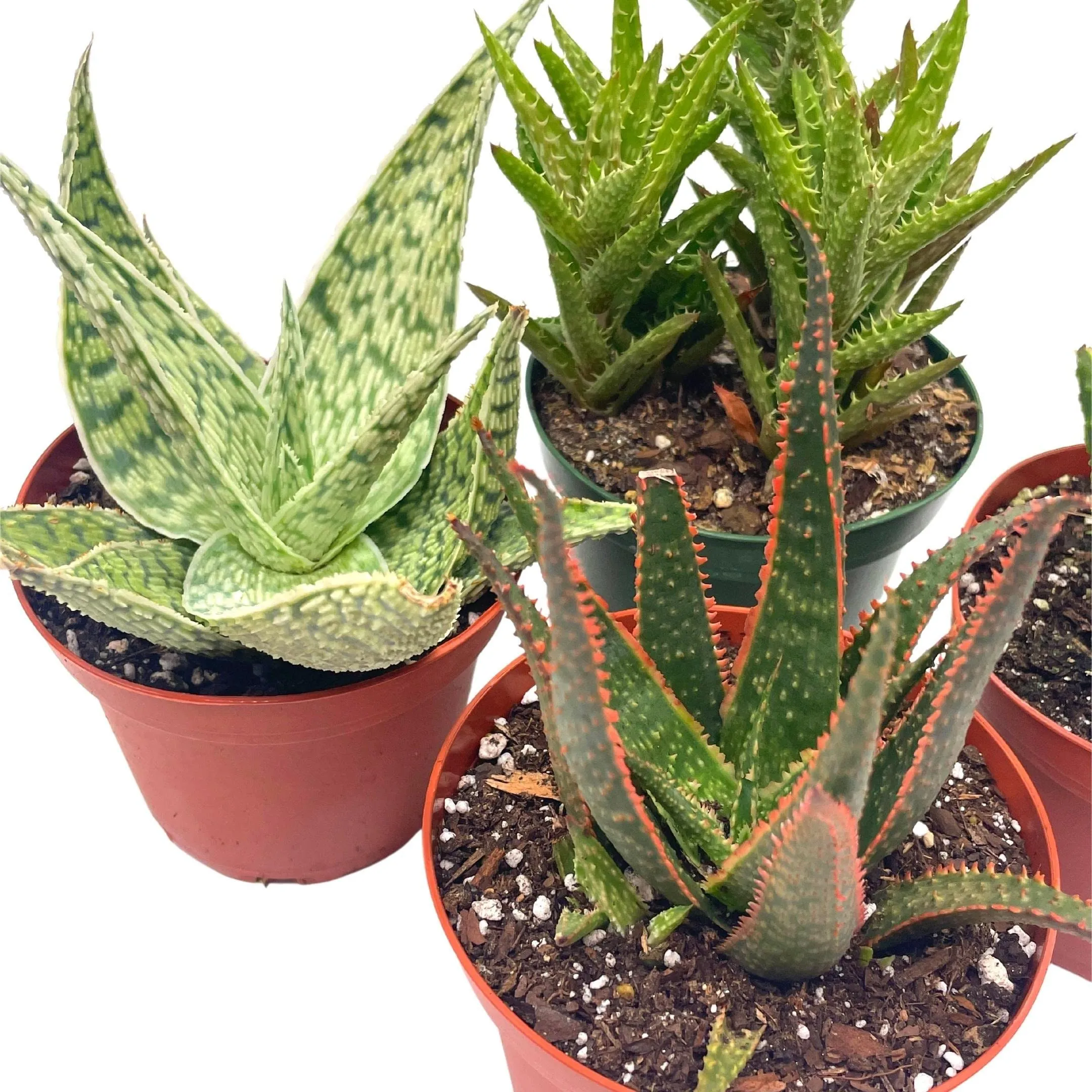 Aloe Assortment, Aloe Vera Variety Set of 4 in 4 inch pots, Barbados Cape Plant Gift Asphodelaceae