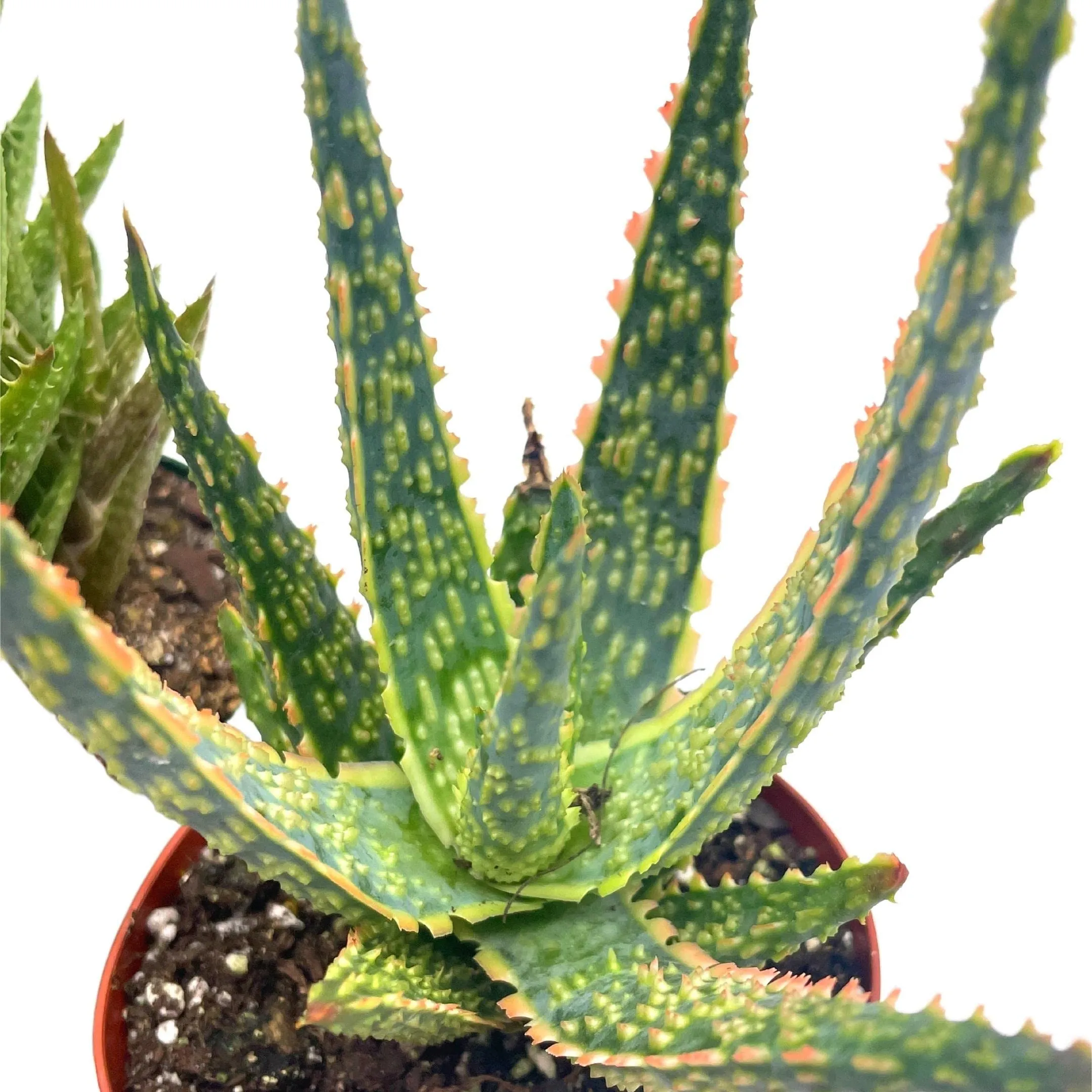 Aloe Assortment, Aloe Vera Variety Set of 4 in 4 inch pots, Barbados Cape Plant Gift Asphodelaceae