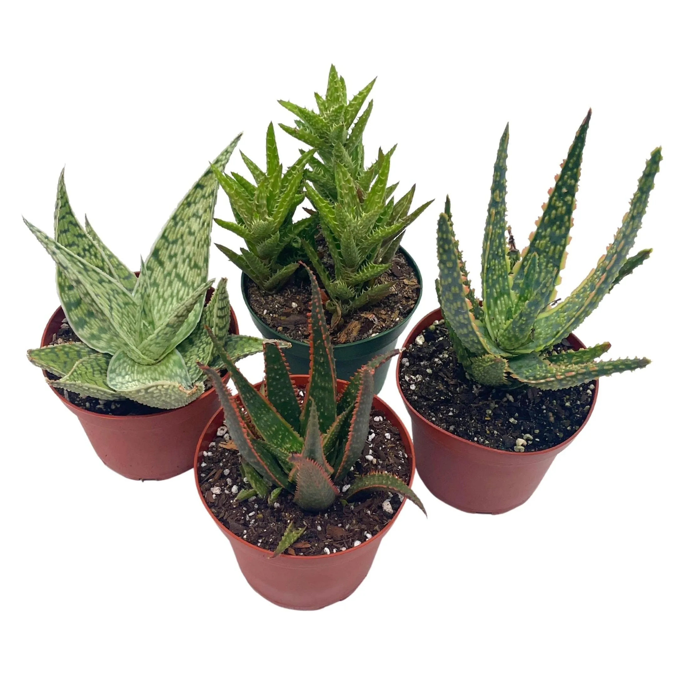 Aloe Assortment, Aloe Vera Variety Set of 4 in 4 inch pots, Barbados Cape Plant Gift Asphodelaceae