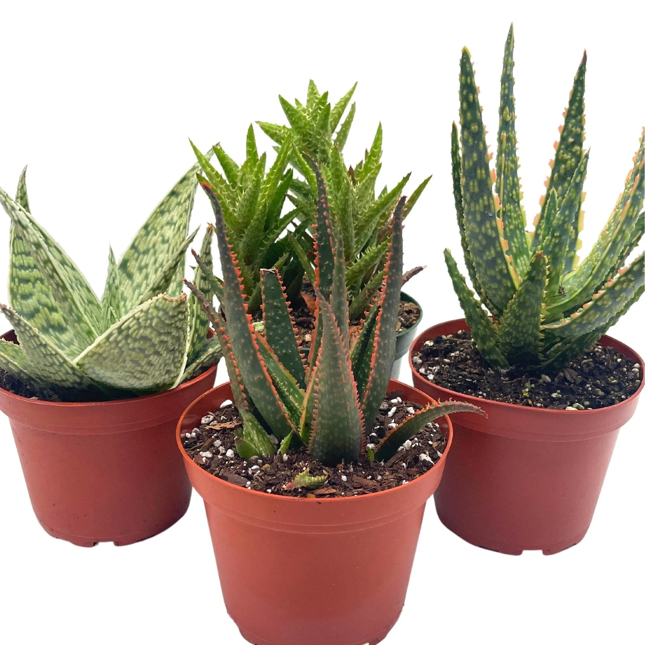 Aloe Assortment, Aloe Vera Variety Set of 4 in 4 inch pots, Barbados Cape Plant Gift Asphodelaceae