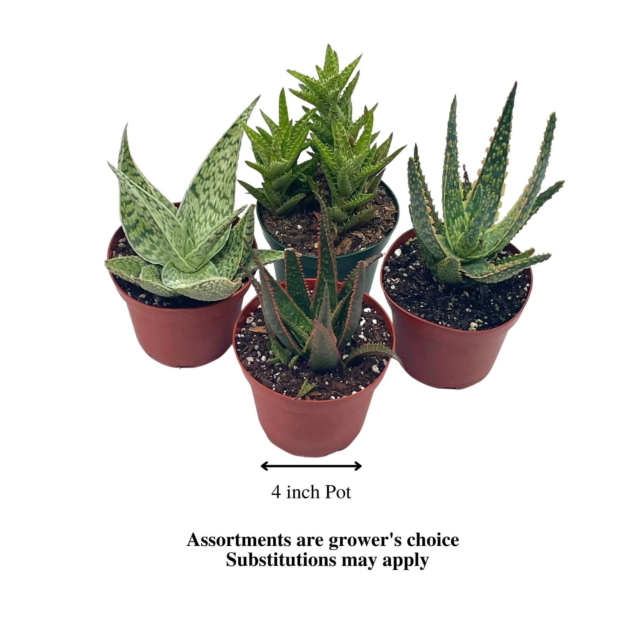 Aloe Assortment, Aloe Vera Variety Set of 4 in 4 inch pots, Barbados Cape Plant Gift Asphodelaceae