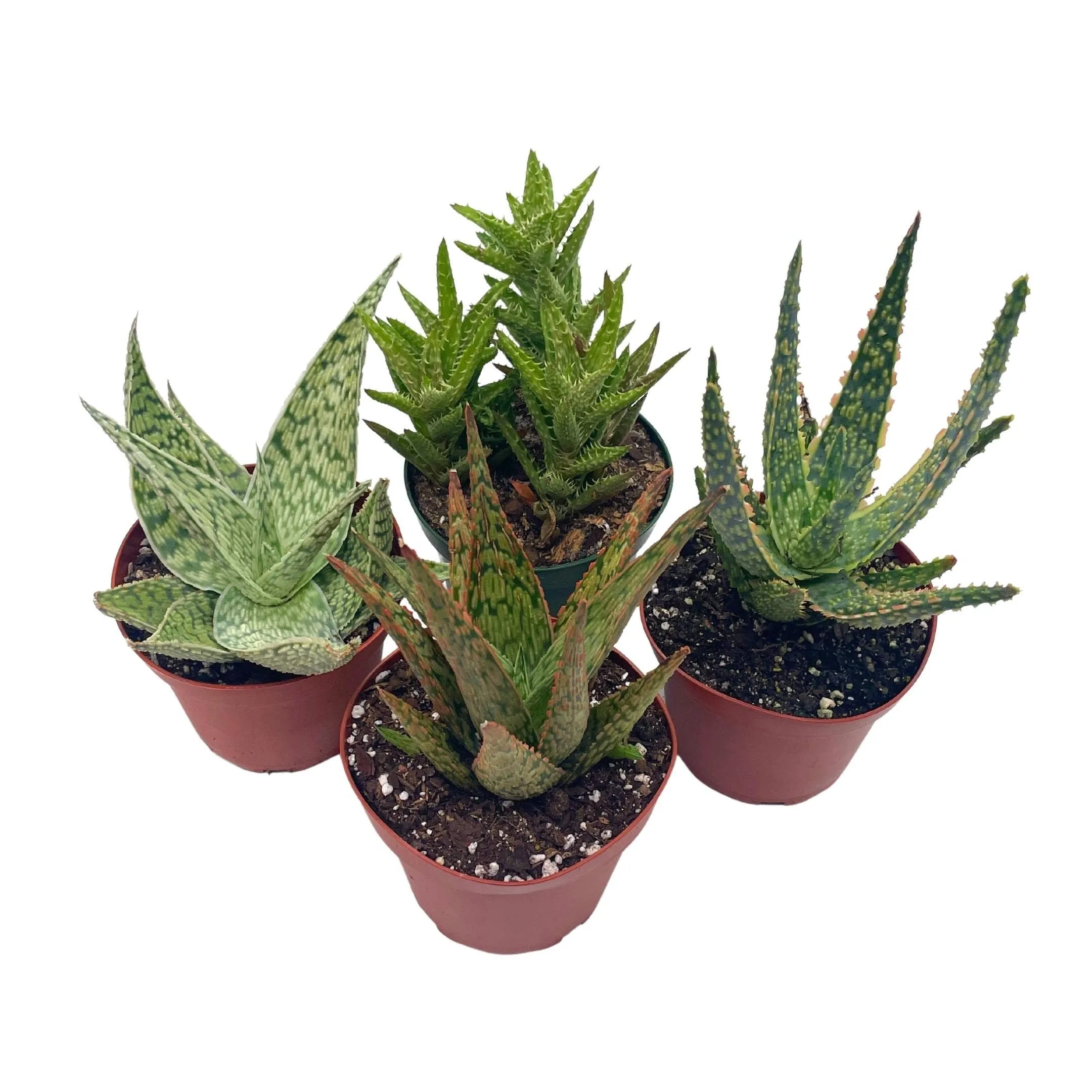 Aloe Assortment, Aloe Vera Variety Set of 4 in 4 inch pots, Barbados Cape Plant Gift Asphodelaceae