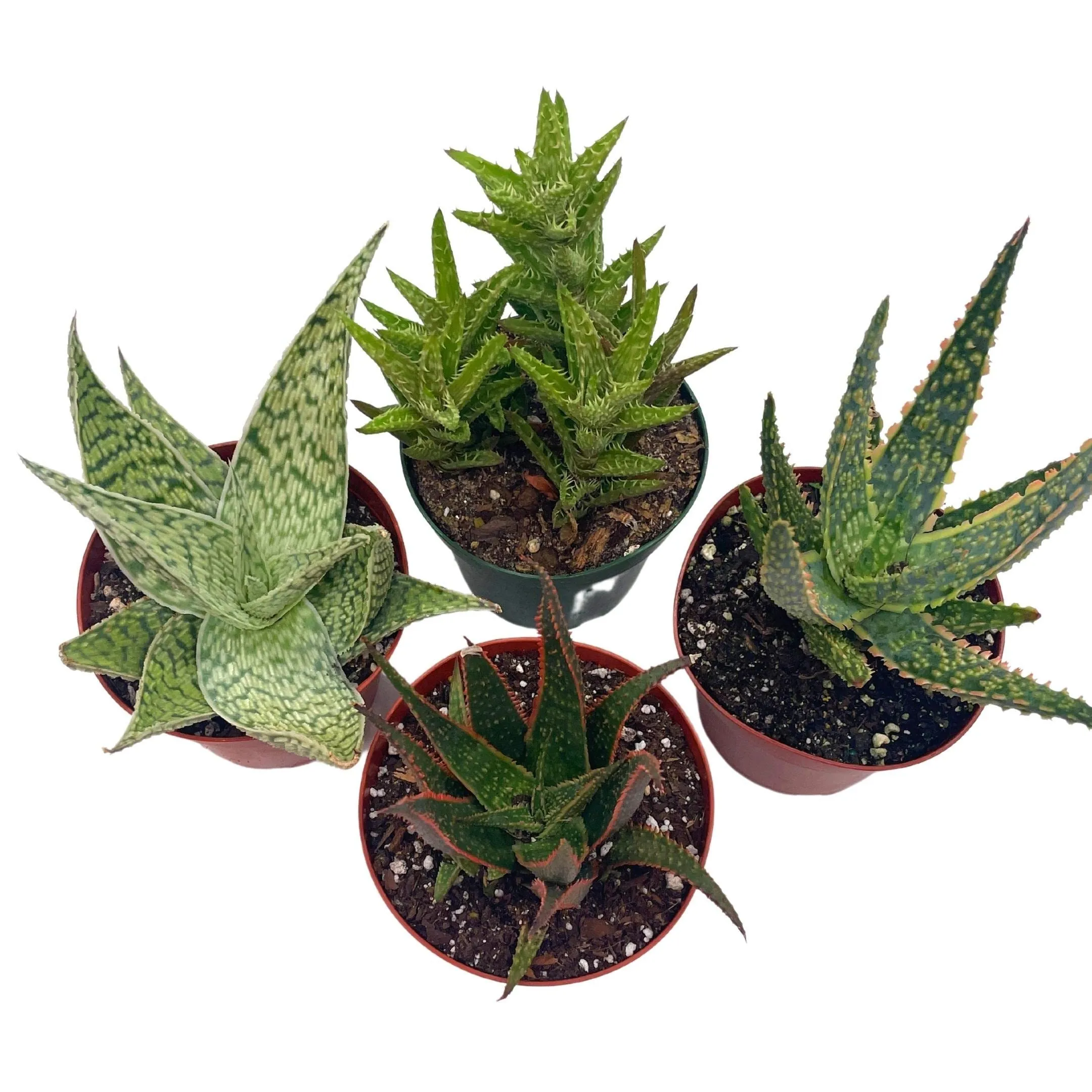 Aloe Assortment, Aloe Vera Variety Set of 4 in 4 inch pots, Barbados Cape Plant Gift Asphodelaceae