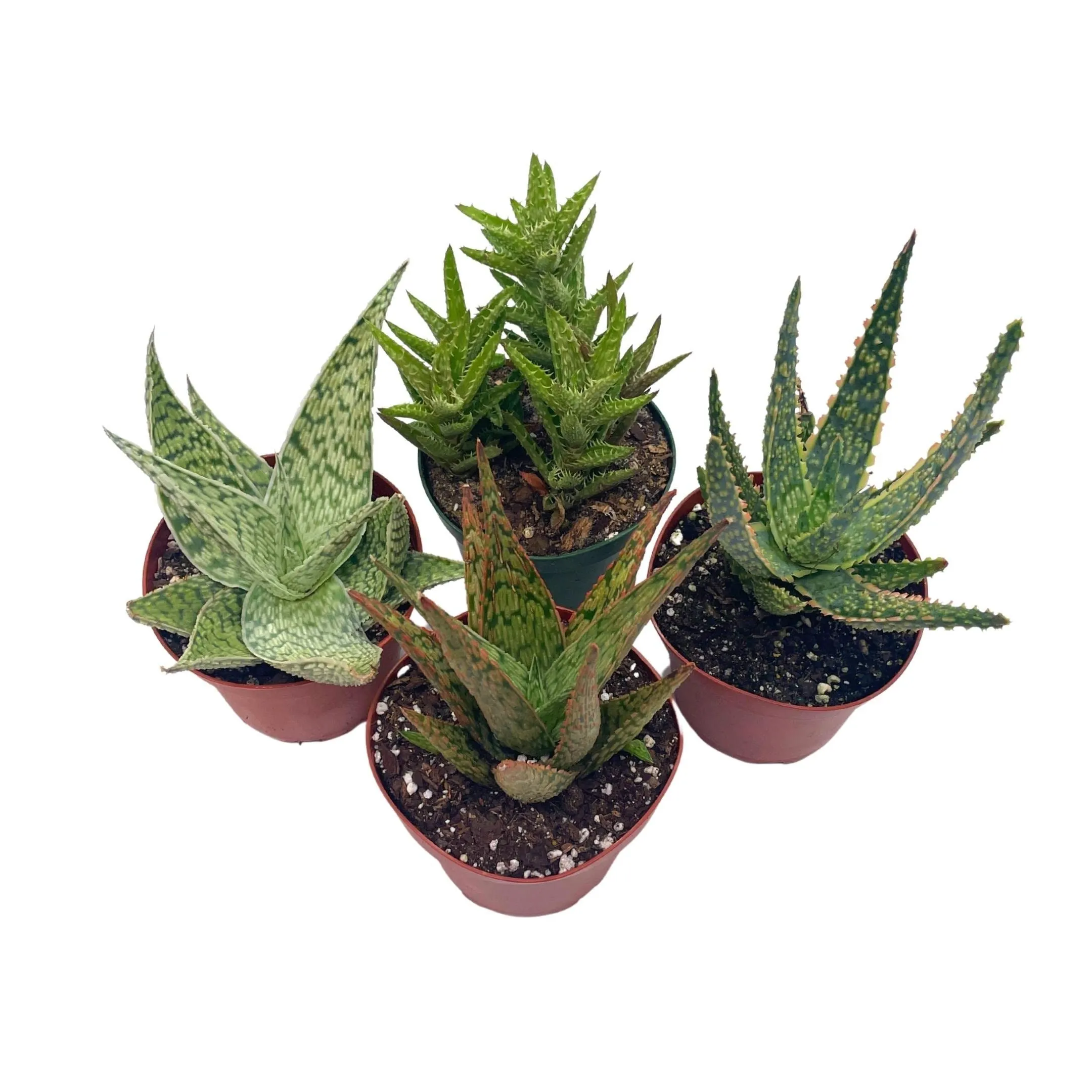 Aloe Assortment, Aloe Vera Variety Set of 4 in 4 inch pots, Barbados Cape Plant Gift Asphodelaceae