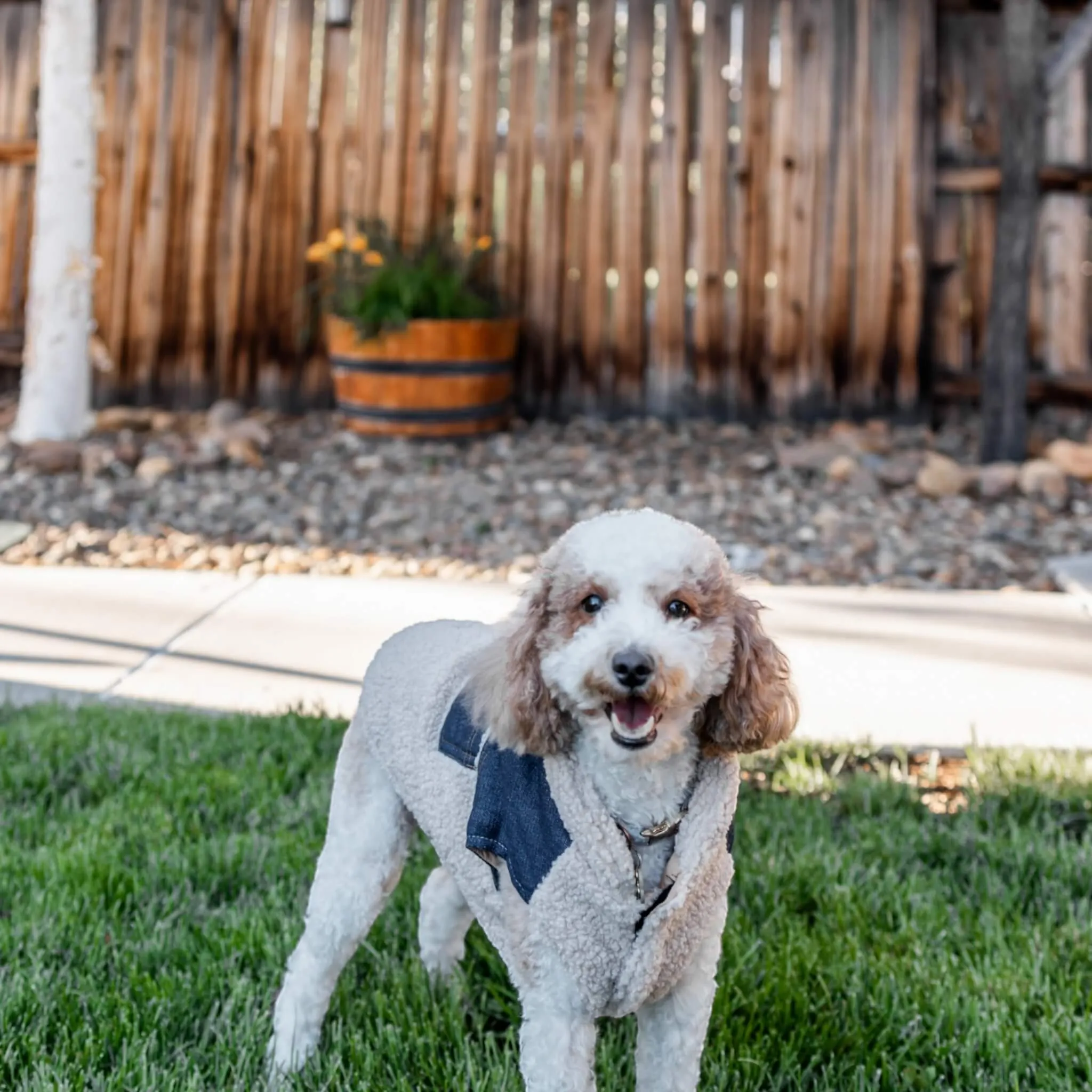 Cambridge Dog Coat