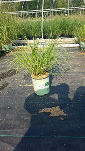 Cape Breeze Switchgrass