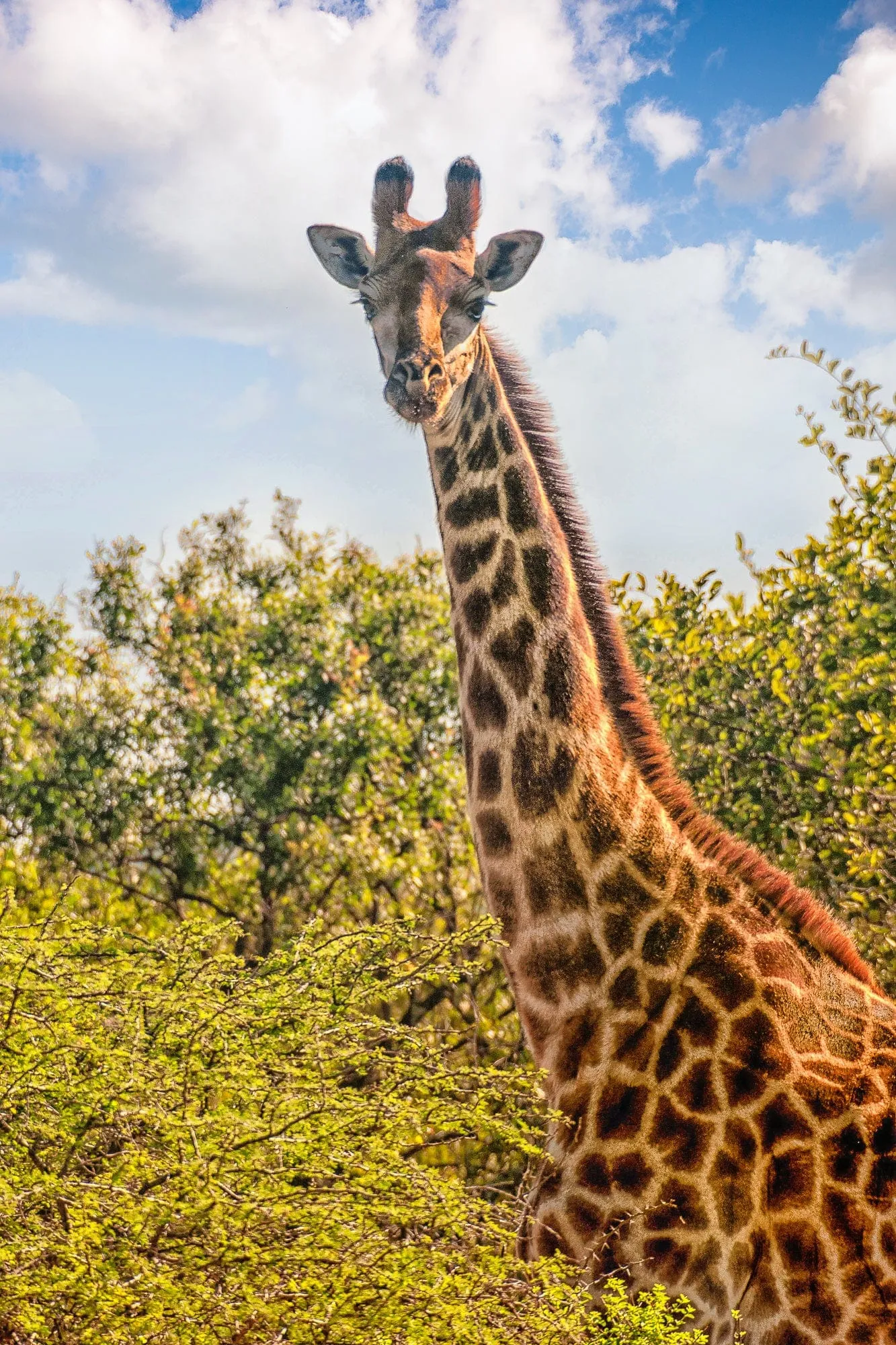 Cape Giraffe | South Africa Puzzle | 250, 500, 1000 Pieces