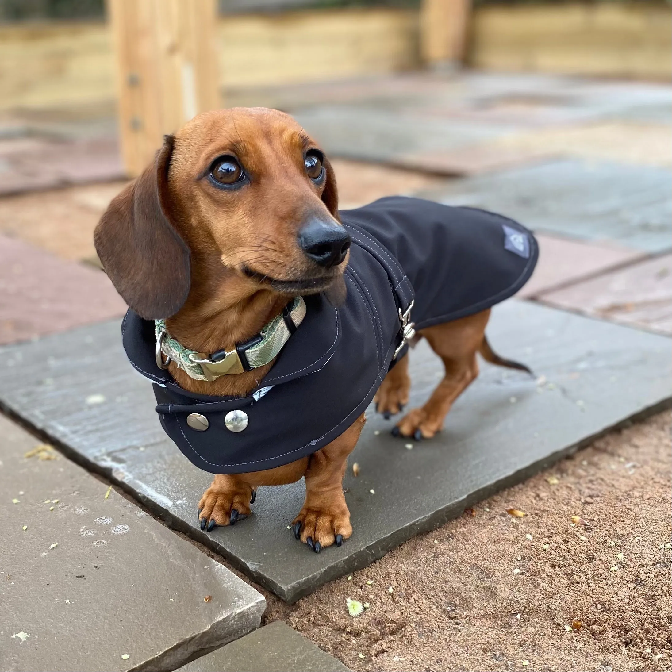 Dachshund Waterproof Coat