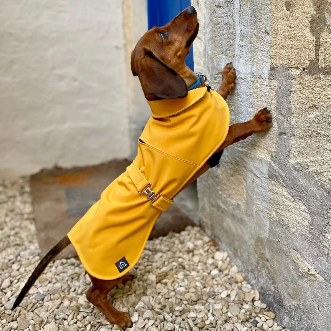 Dachshund Waterproof Coat