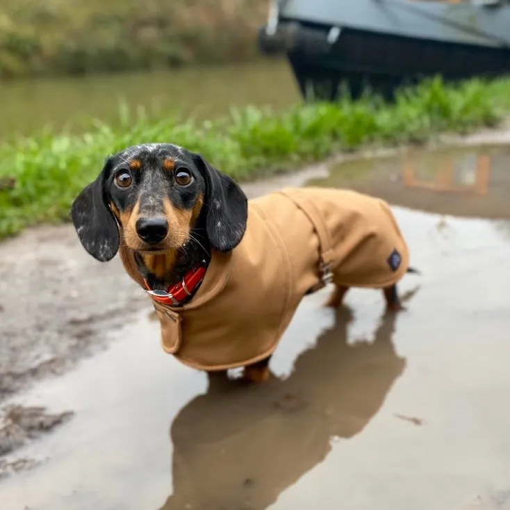 Dachshund Waterproof Coat