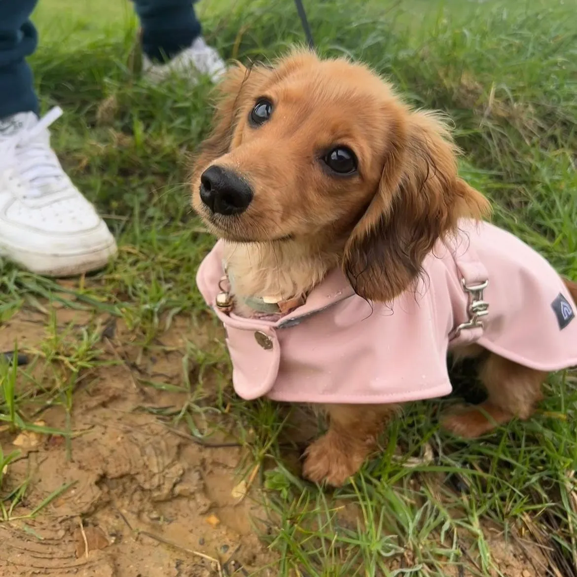 Dachshund Waterproof Coat