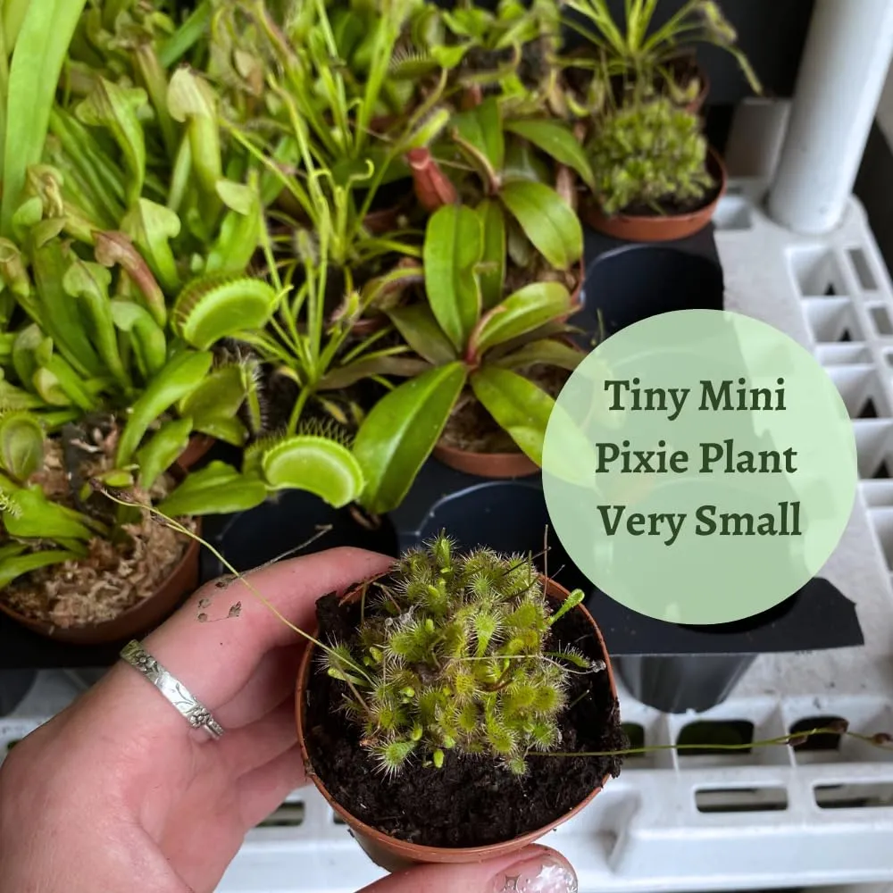 Drosera, Sundews, Rare Carnivorous Plant, in 2 inch Pot Capensis Cape