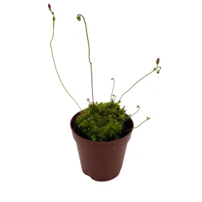 Drosera, Sundews, Rare Carnivorous Plant, in 2 inch Pot Capensis Cape