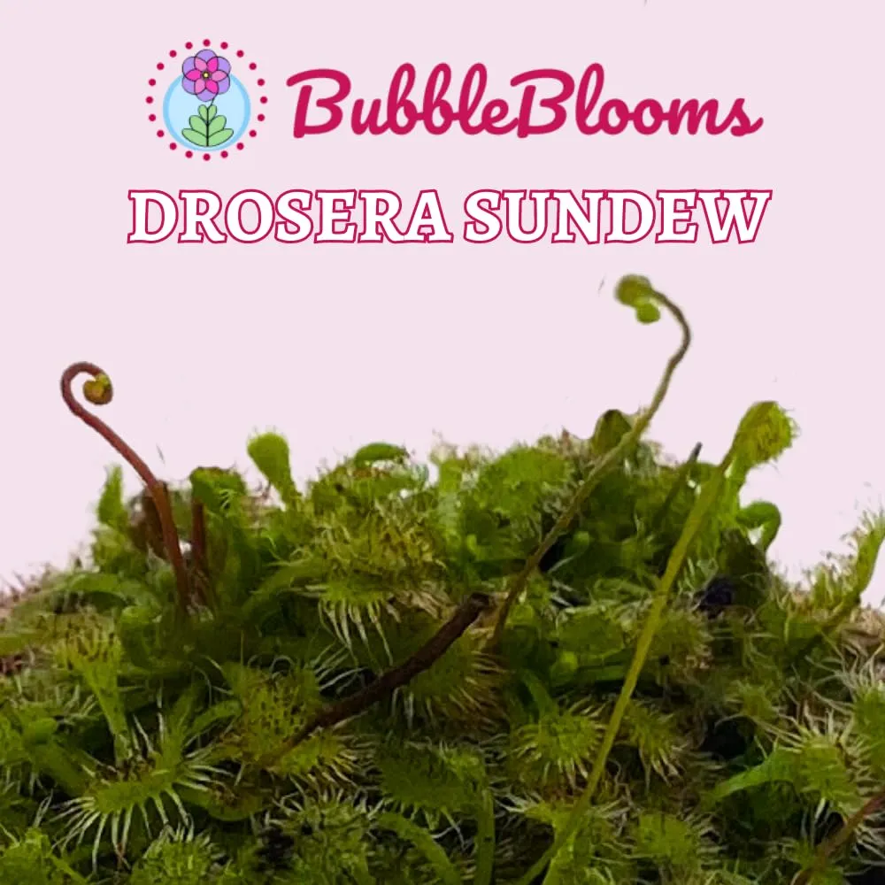 Drosera, Sundews, Rare Carnivorous Plant, in 2 inch Pot Capensis Cape