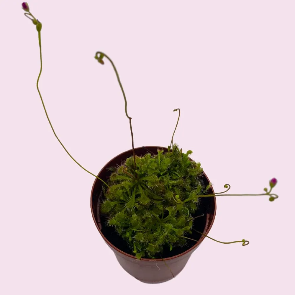 Drosera, Sundews, Rare Carnivorous Plant, in 2 inch Pot Capensis Cape