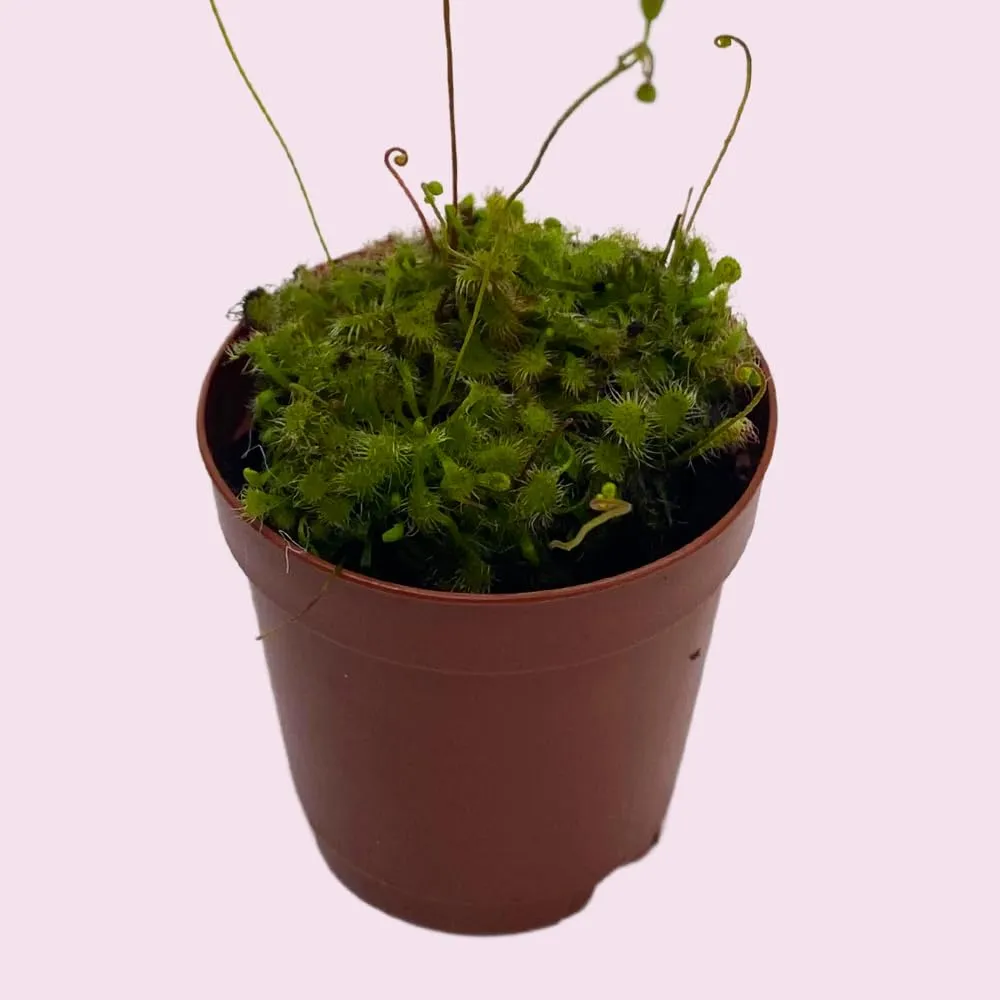 Drosera, Sundews, Rare Carnivorous Plant, in 2 inch Pot Capensis Cape