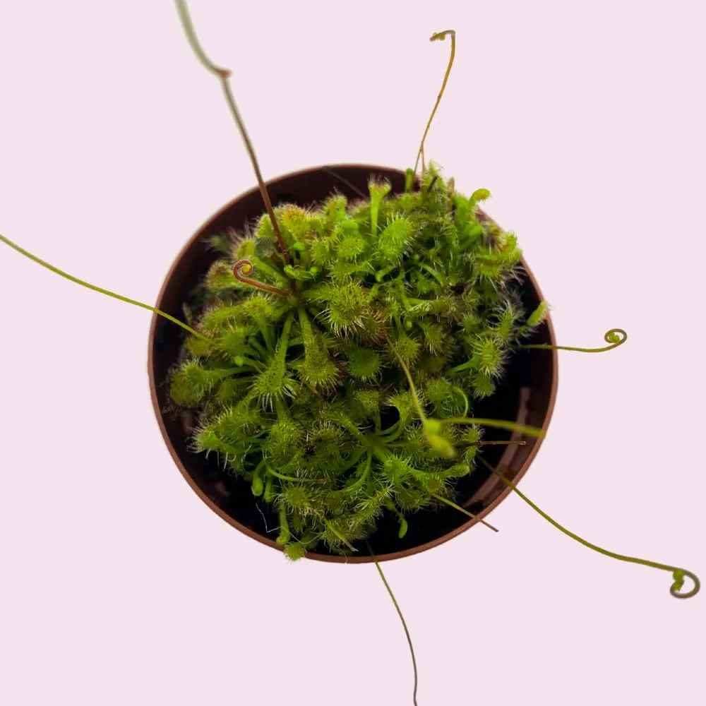 Drosera, Sundews, Rare Carnivorous Plant, in 2 inch Pot Capensis Cape